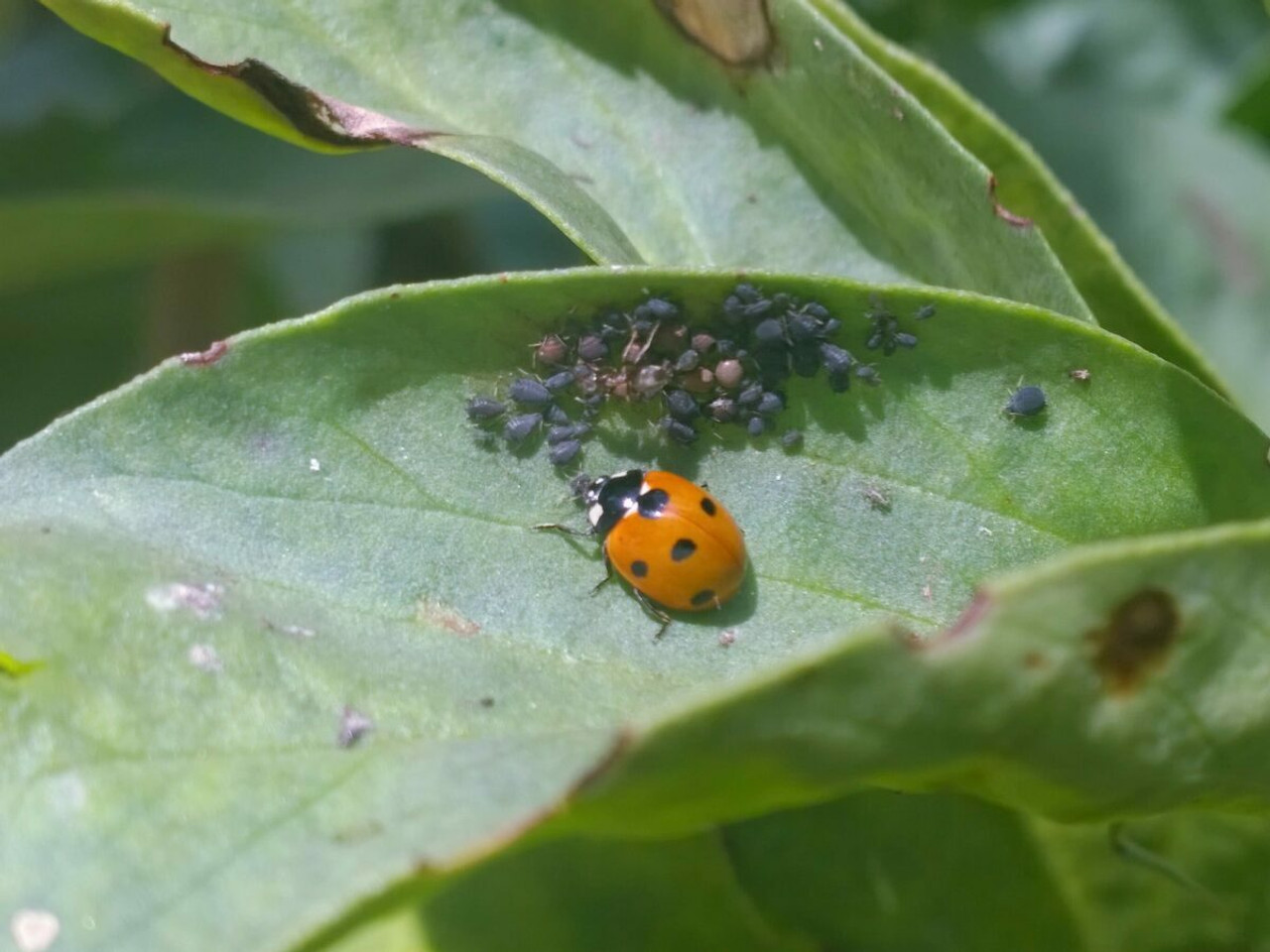 Plant Pest Control